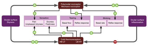 Fig. 3. How ocular inflammation or ocular surface dryness provoke variable increases (+) or decreases (-) or nerve impulse activity in polymodal- and mechano-nociceptors and in cold thermoreceptors of the high background, low threshold (HB-LT) and low background, high threshold (LB-HT) types. Together these changes evoke conscious sensations of different quality, as well as changes in tear flow and in spontaneous and reflex blinking.  Adapted and reprinted from Ocular Surface (2017) 407-440, Bron AJ, de Paiva CS, Chauhan SK, et al. TFOS DEWS II pain and sensation report, p. 423, © 2017, with permission from Elsevier.