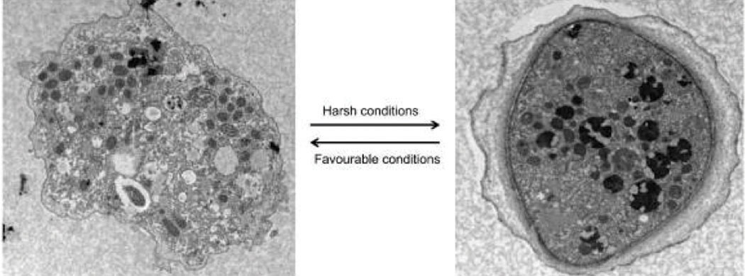 The trophozoite stage (left) and the dormant cyst stage. 