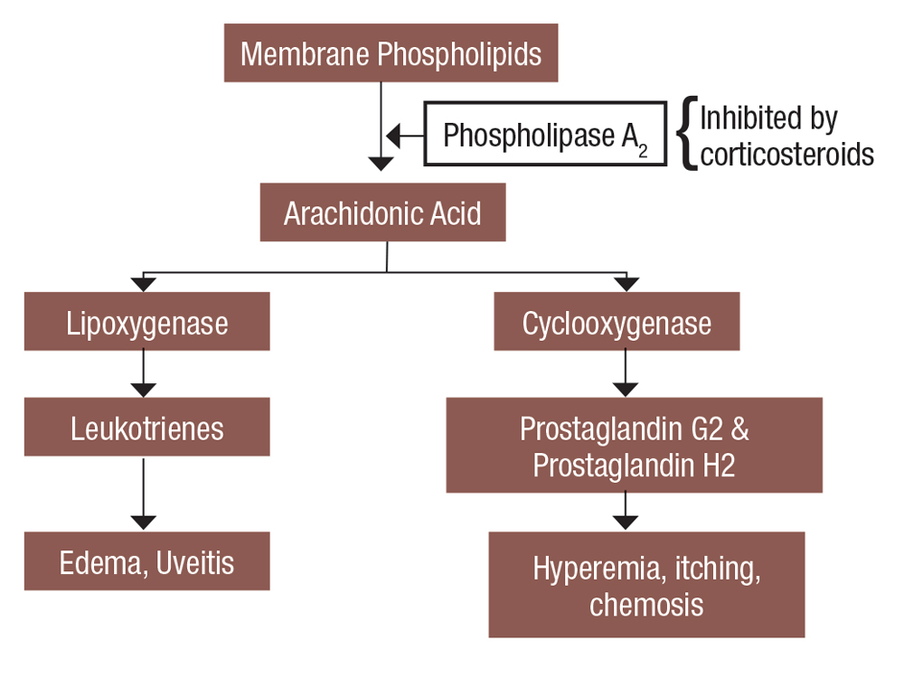 Fig. 1. This is a simplified view of how steroids affect the inflammatory cascade.