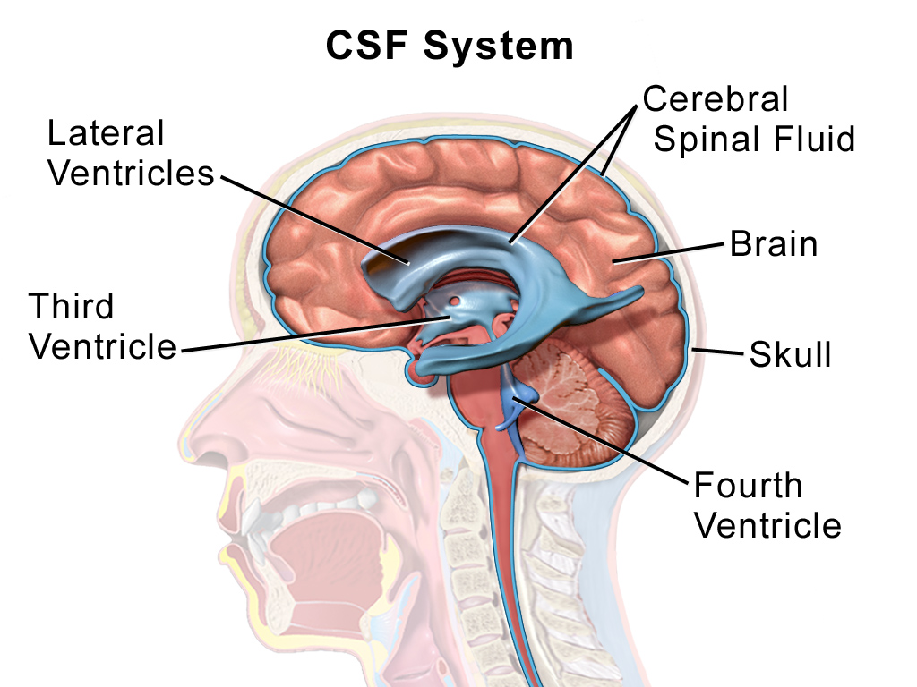 Even patients with early glaucoma may show signs of altered brain activity, such as impaired cerebrospinal fluid dynamics.